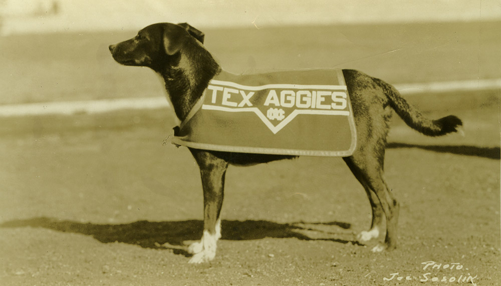 Texas A&M mascot Reveille